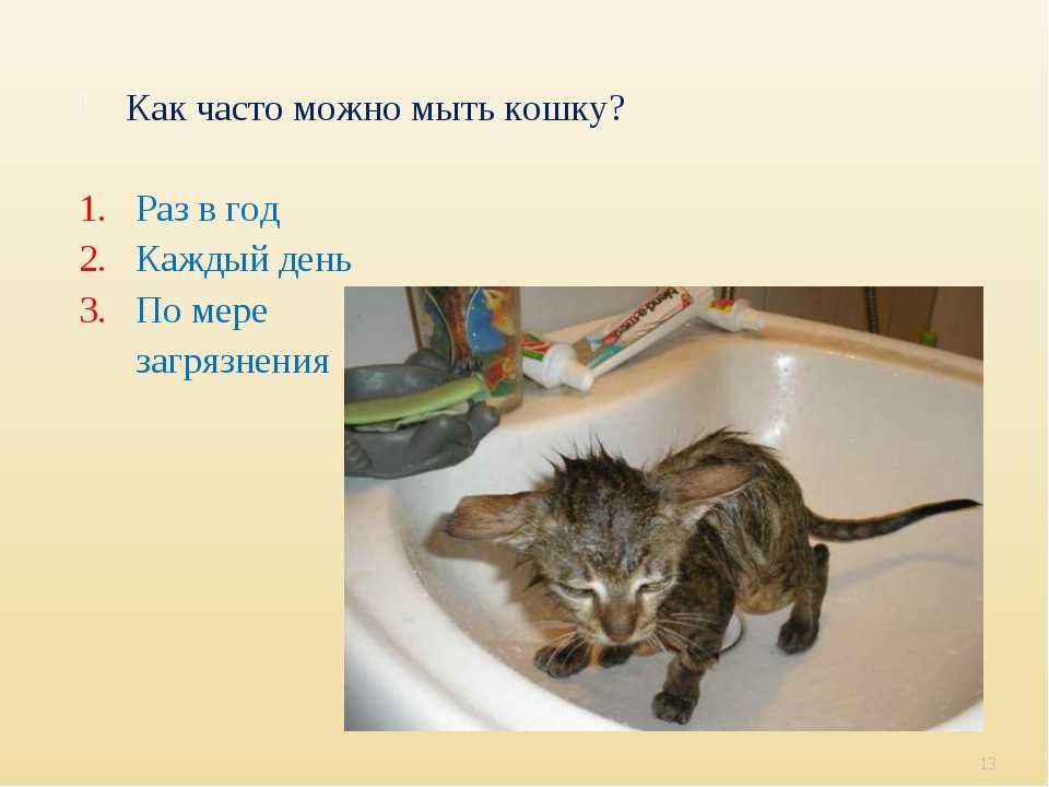 Сколько можно купать кошек. Как часто мыть. Надо мыть кошек. Как правильно мыть кошку. Как часто можно купать кота.