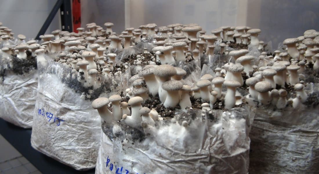 mushroom grow bags used to make fruiting blocks