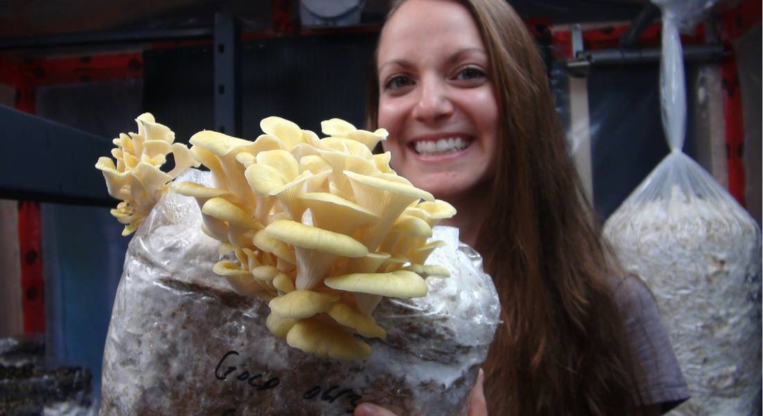 holding a mushroom grow bag with yellow oysters