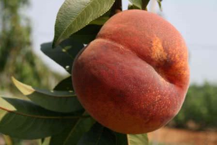 Сорт персика Коллинз — классический сорт для дачного выращивания