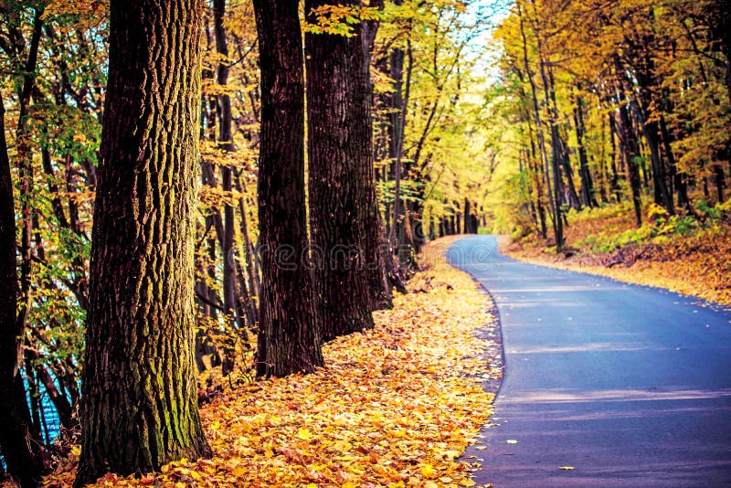 Amazing autumn landscape with tree trunk in sunlight and yellow leaves along road in cosy forest royalty free stock images