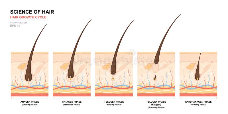 Anatomical training poster. Hair growth phase step by step. Stages of the hair growth cycle. Anagen, telogen, catagen vector illustration