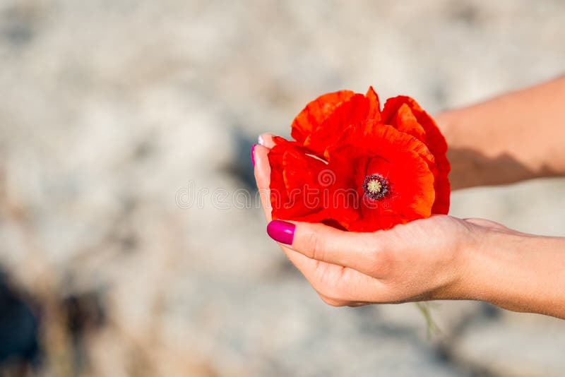 Beautiful red poppy flowers in women hands stock images