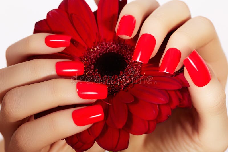 Beauty hands with red fashion manicure and bright flower. Beautiful manicured red polish on nails royalty free stock image