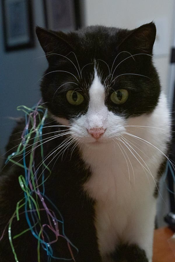 Black and white cat covered in strands of colorful plastic easter grass. Black and white cat with green eyes covered in strands of colorful plastic easter grass stock photo