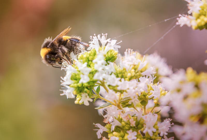 A bumble bee collecting nectar on the end of a sprig of white blossom. Fin cobwebs strands can be seen. Stretching to the bee and blossom royalty free stock photos