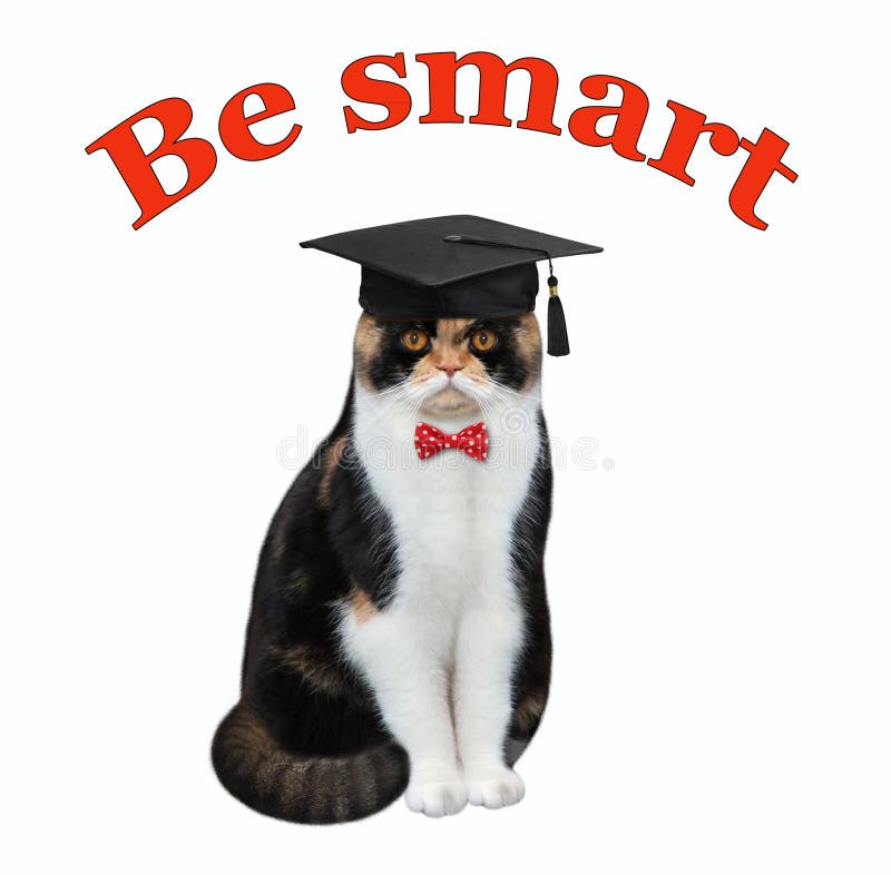 Cat in an academic hat royalty free stock images