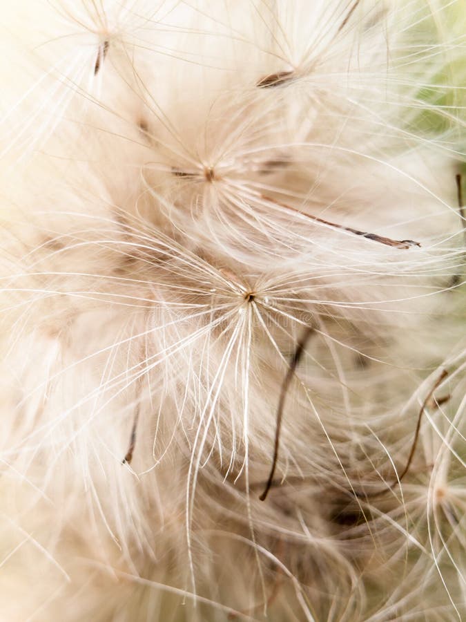 Close up detail furry fluffy white milk thistle strands background. England; UK royalty free stock photography