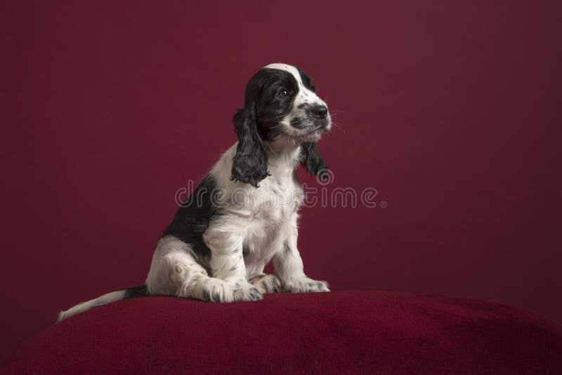 Cocker spaniel puppy sitting on a classic luxury burgundy red background stock image