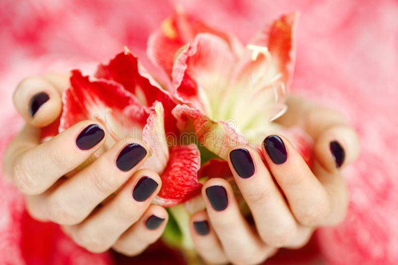 Cupped hands with dark manicure holding red flowers. Beautiful woman cupped hands with dark manicure holding bright red flowers royalty free stock image