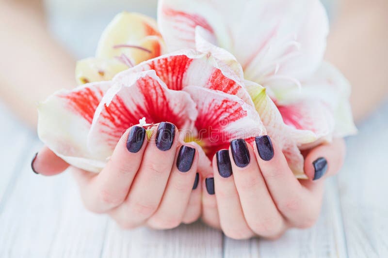 Dark manicure and flowers. Woman cupped hands with beautiful dark manicure on fingernails holding bright amaryllis lily flowers royalty free stock photography