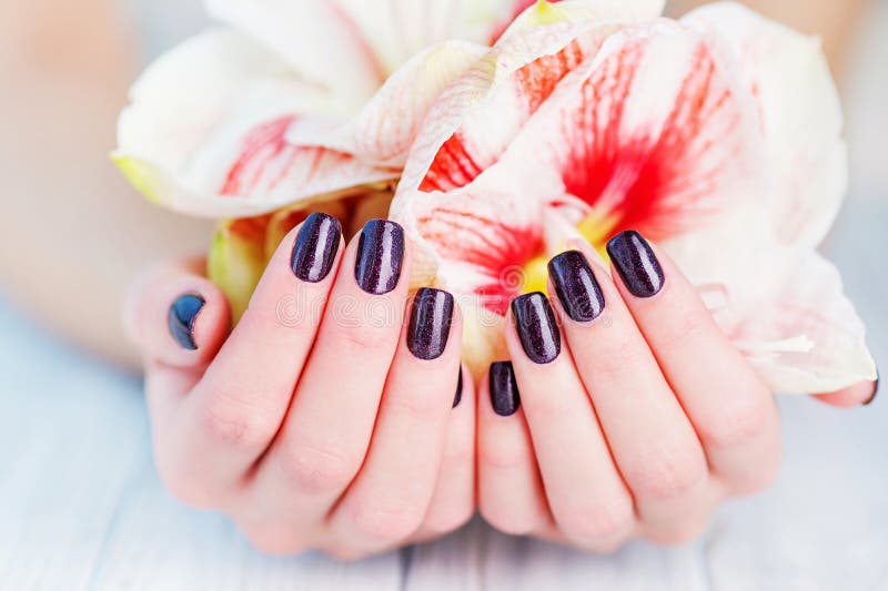 Dark manicure and flowers. Woman cupped hands with beautiful dark manicure on fingernails holding bright amaryllis lily flowers royalty free stock photos