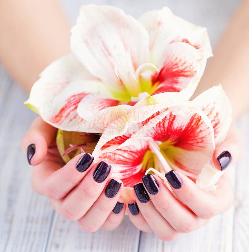 Dark manicure and flowers. Woman cupped hands with beautiful dark manicure on fingernails holding bright amaryllis lily flowers royalty free stock photos