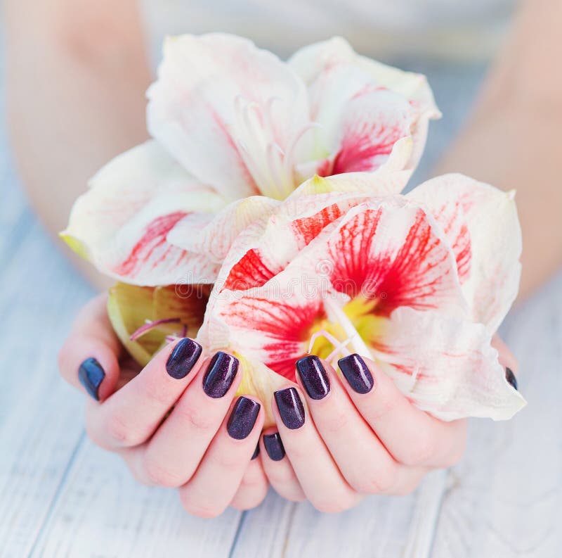 Dark manicure and flowers. Woman cupped hands with beautiful dark manicure on fingernails holding bright amaryllis lily flowers royalty free stock image