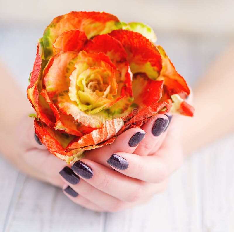 Dark manicure and flowers. Woman cupped hands with beautiful dark manicure on fingernails holding bright brassica flower stock image