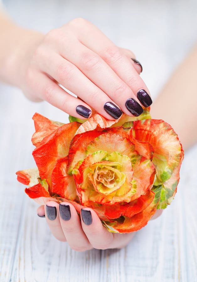 Dark manicure and flowers. Woman cupped hands with beautiful dark manicure on fingernails holding bright brassica flower royalty free stock photo