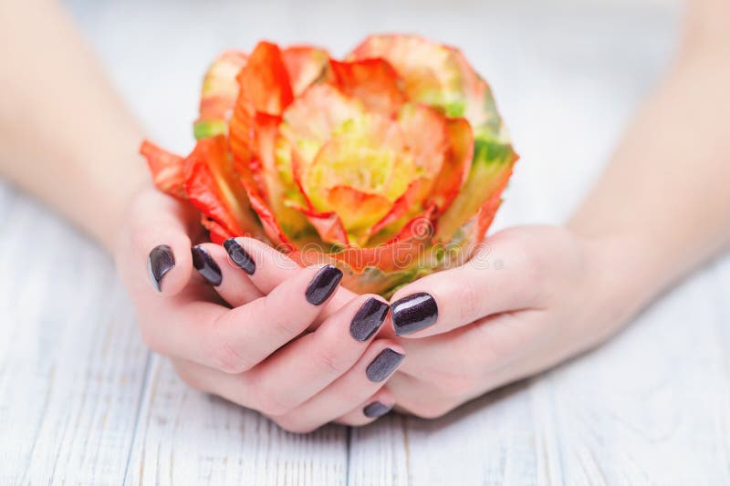 Dark manicure and flowers. Woman cupped hands with beautiful dark manicure on fingernails holding bright brassica flower stock photography