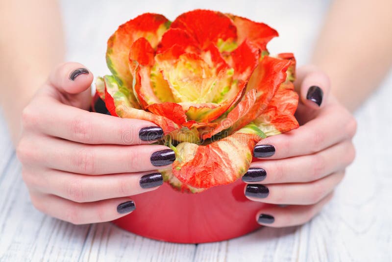 Dark manicure and flowers. Woman cupped hands with beautiful dark manicure holding bright brassica flower in red box royalty free stock photos