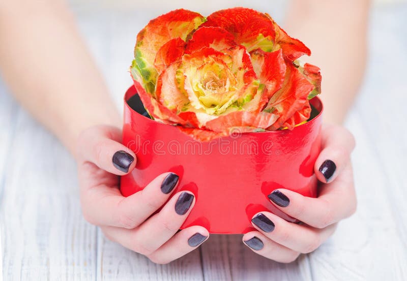 Dark manicure and flowers. Woman cupped hands with beautiful dark manicure holding bright brassica flower in red box stock image