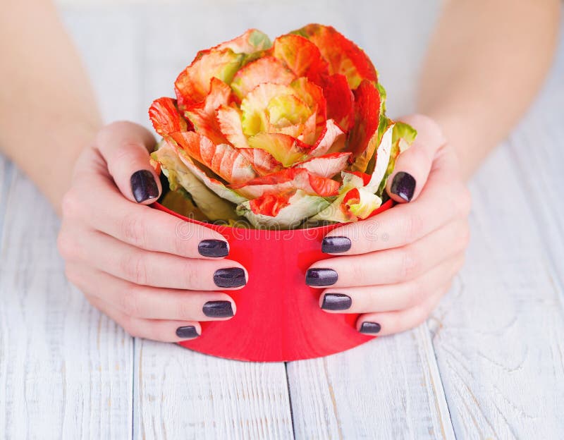 Dark manicure and flowers. Woman cupped hands with beautiful dark manicure holding bright brassica flower in red box royalty free stock photos