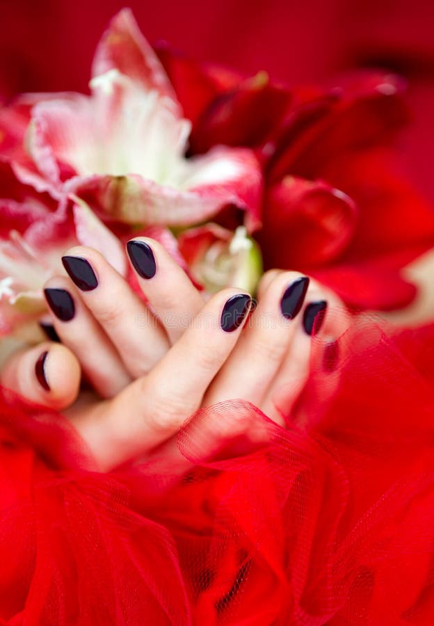 Dark manicure and red and white lilies. Cupped hands with dark manicure holding bright flowers and lying down on red veiling royalty free stock photography