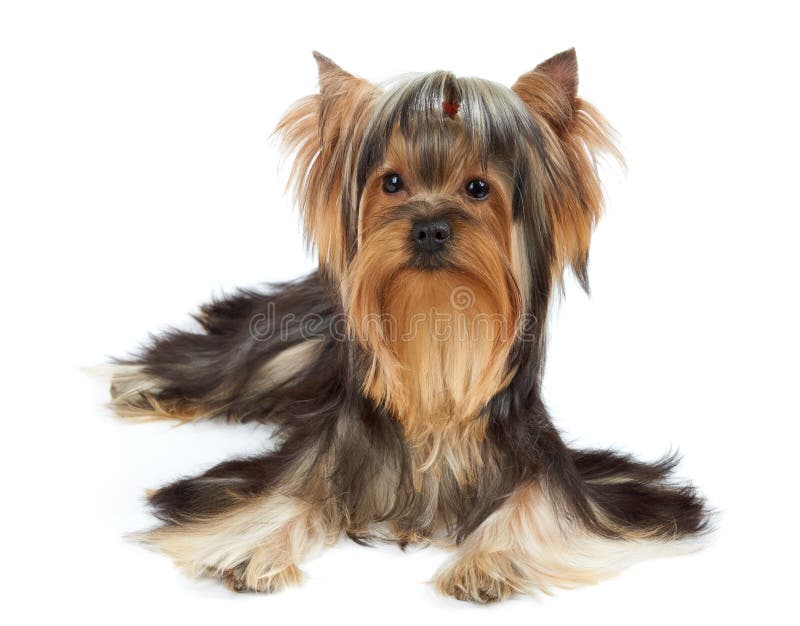 Dog with funny bang of hair. Yorkshire Terrier with funny bang of hair over white royalty free stock images