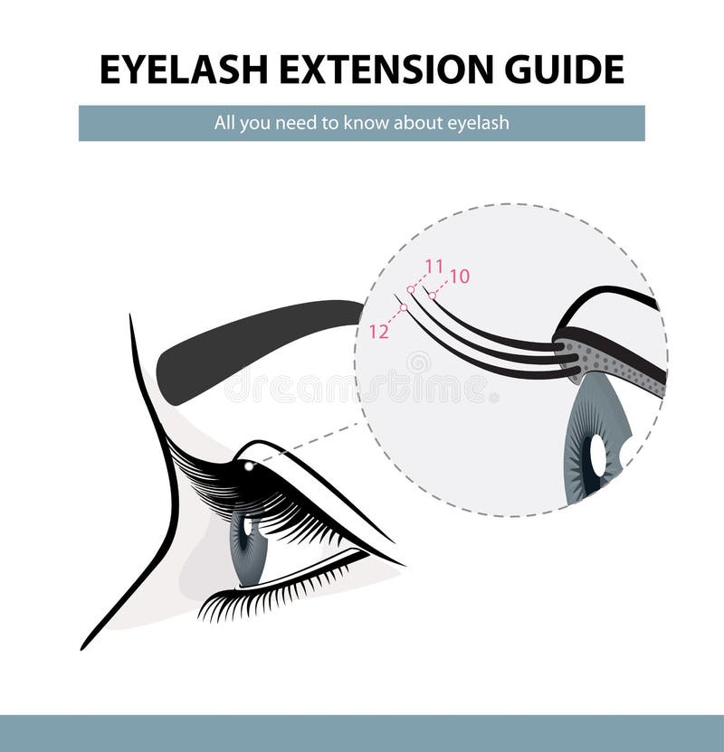 Eyelash extension guide. Eyelashes grow. Eyelid. Side view. Infographic vector illustration stock illustration