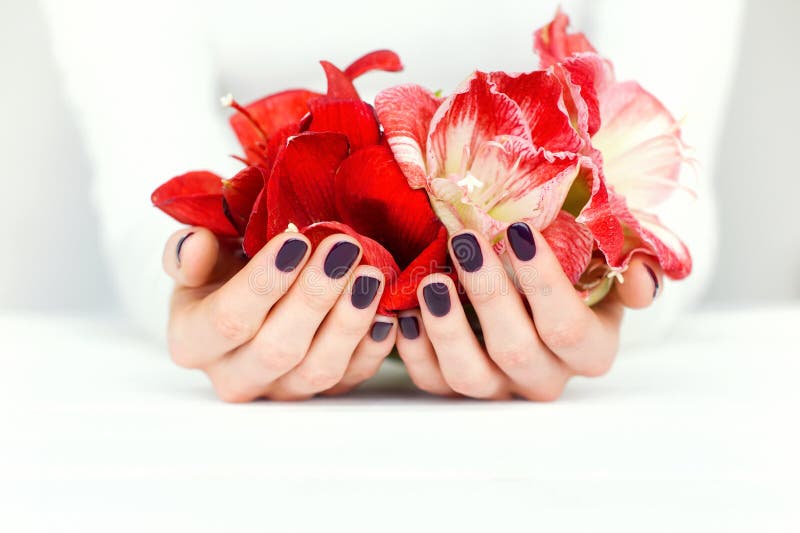 Hands with beautiful manicure holding bright flowers. Woman cupped hands with beautiful dark manicure holding red and white amaryllis royalty free stock photo