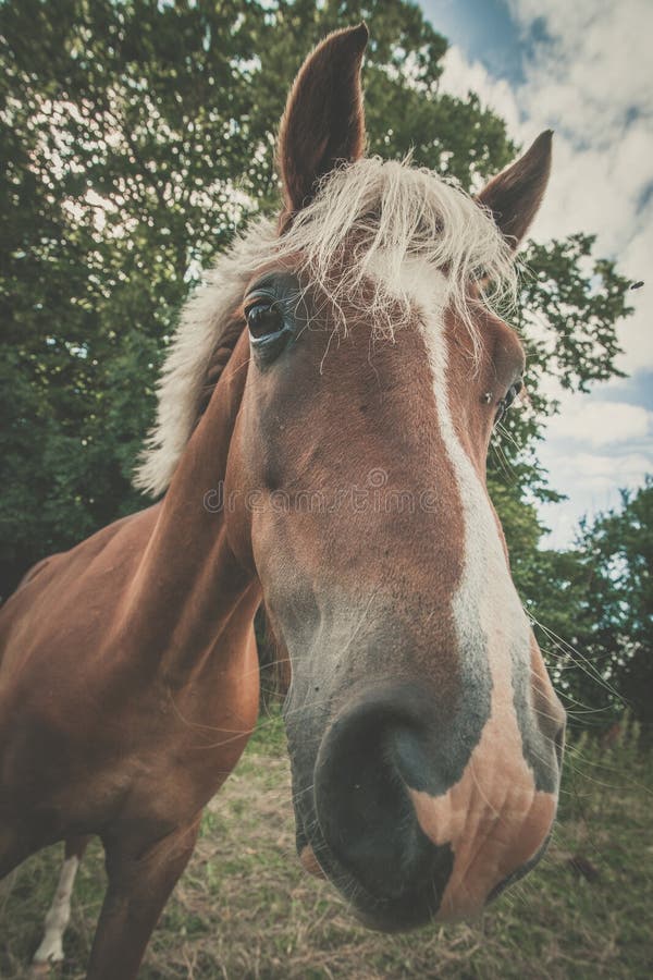 Horse with trendy haircut. On a green field with trees stock photo