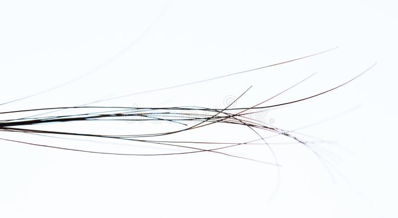 Macro of dark woman hair strands. On white background stock photo