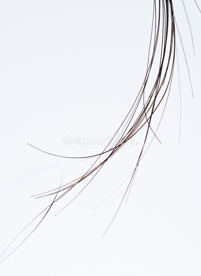 Macro of group hair strands. Macro of group black hair strands isolated on white background royalty free stock image