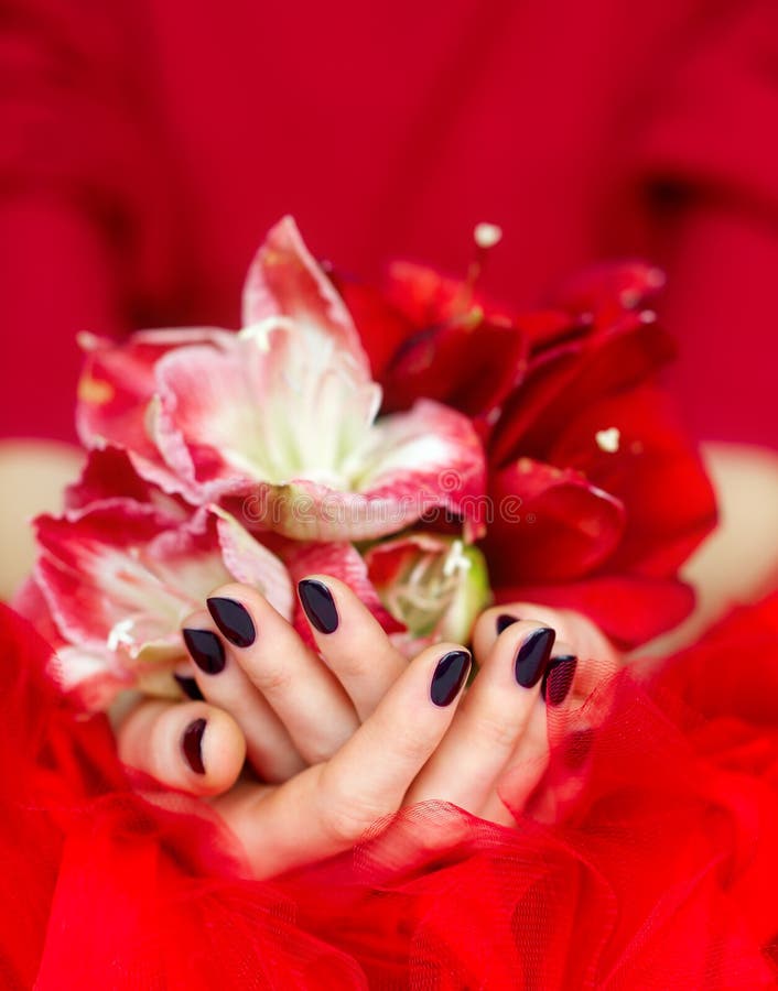 Manicured cupped hands holding flowers. Woman beautiful cupped hands with manicure holding delicate flowers on red stock photos