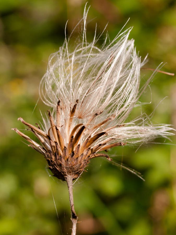 Milk thistle white flower head strands in summer Silybum marianum. England; UK stock photo