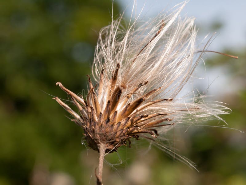 Milk thistle white flower head strands in summer Silybum marianum. England; UK royalty free stock photography