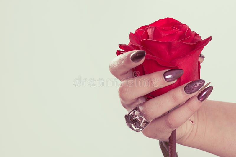 Nail Polish. Art Manicure. Modern style burgundy vinous velvet effect Nail Polish. Beauty hands holding red rose flower. Stylish stock photo