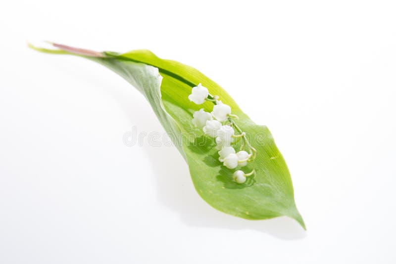 Strands of Lily of the valley flowers isolated on white. Background royalty free stock images