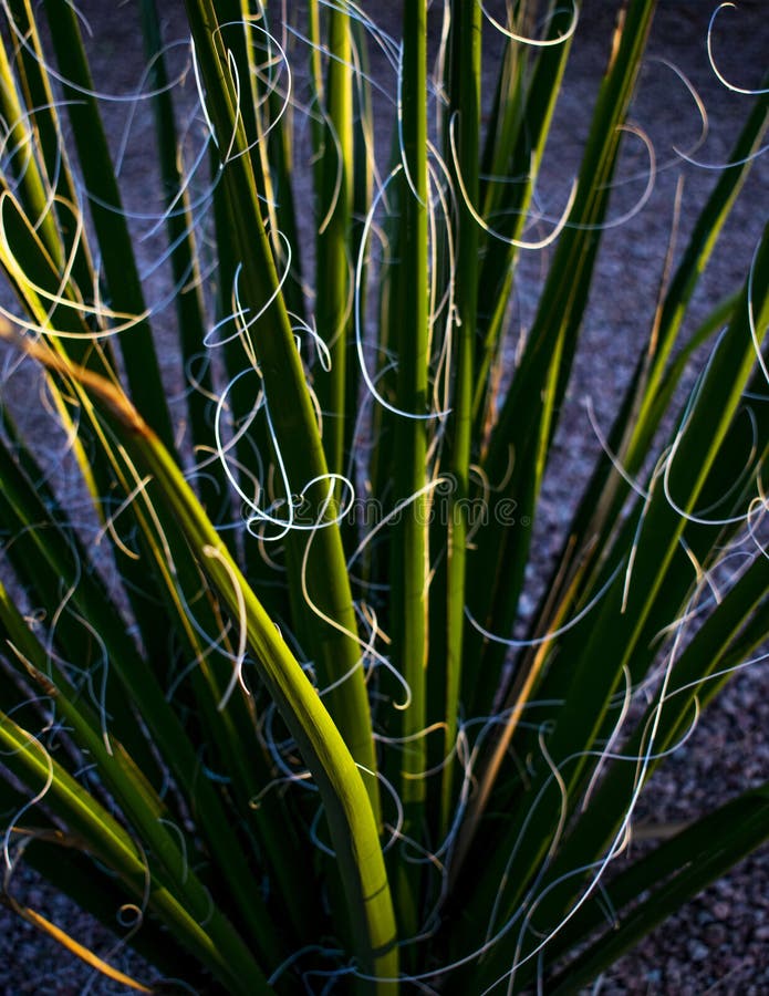 Sunlight cates with white strands stock photo