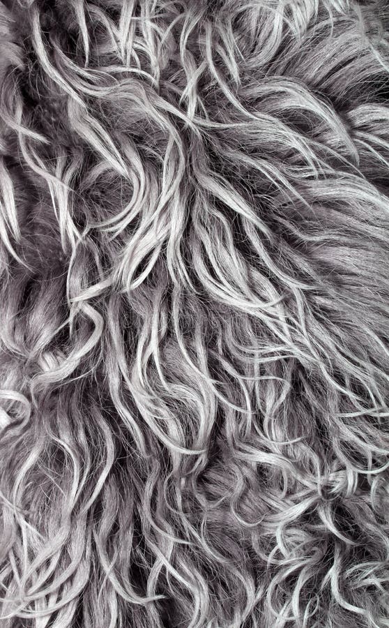 Texture long wavy hair with white strands of gray hair. Texture long wavy grey hair with white strands of gray hair stock photo