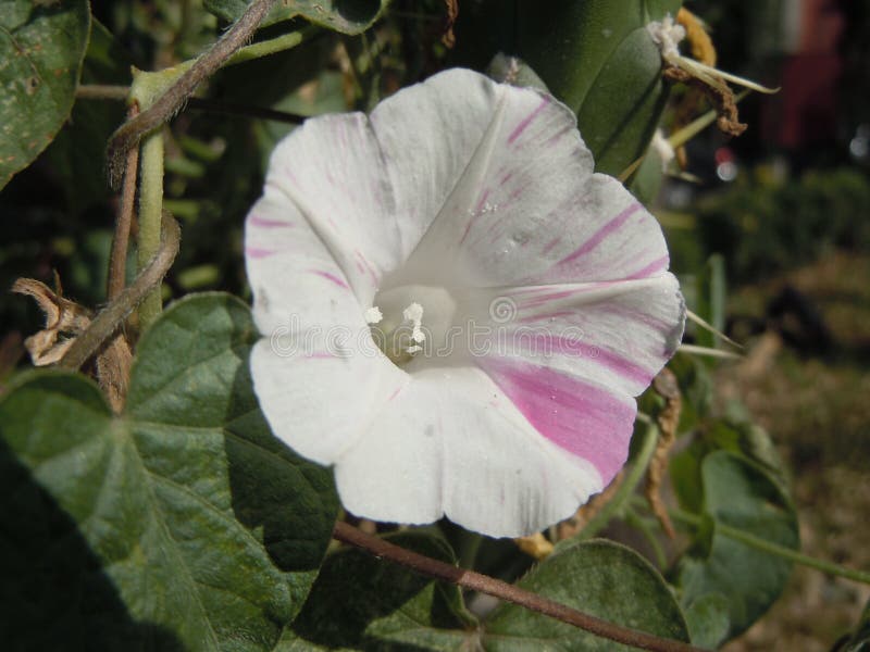 White flower with pink beautiful strands. A white flower in a sunny day with a gamma of small pink strands on it, adorning it with beautiful color stock image