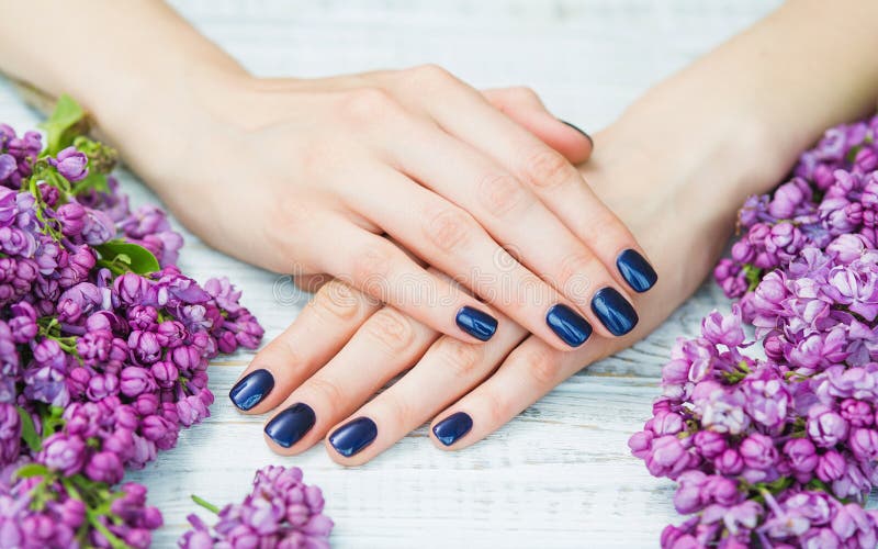 Woman hands with dark blue manicure and lilac flowers royalty free stock images