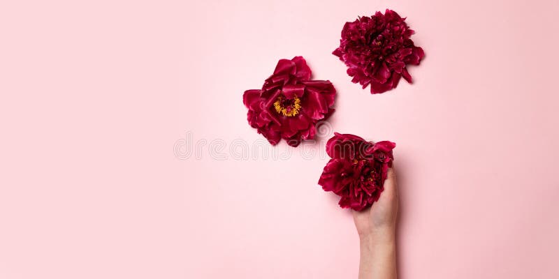 A woman`s hand holds a burgundy peony flower on a pink background. Minimal creative composition stock images