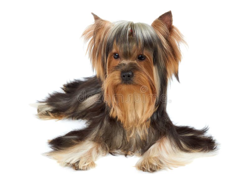 Yorkie with bang of hair. Yorkshire Terrier with bang of hair over white royalty free stock photography