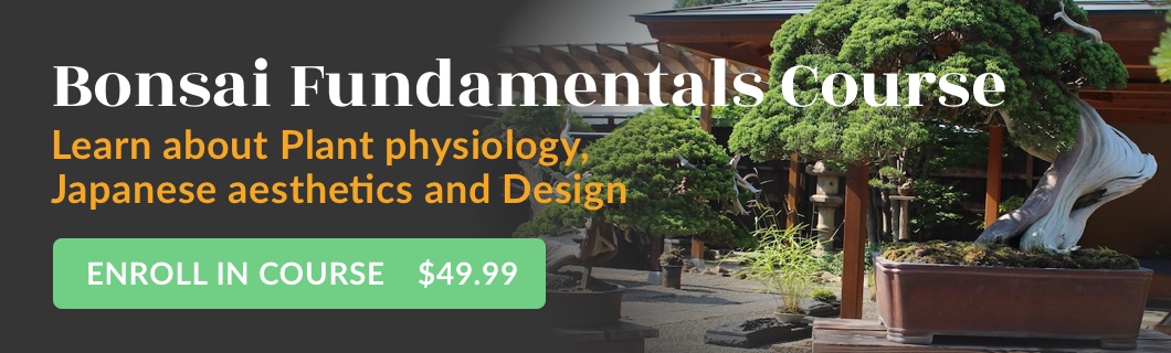 Bonsai Fundamentals Course