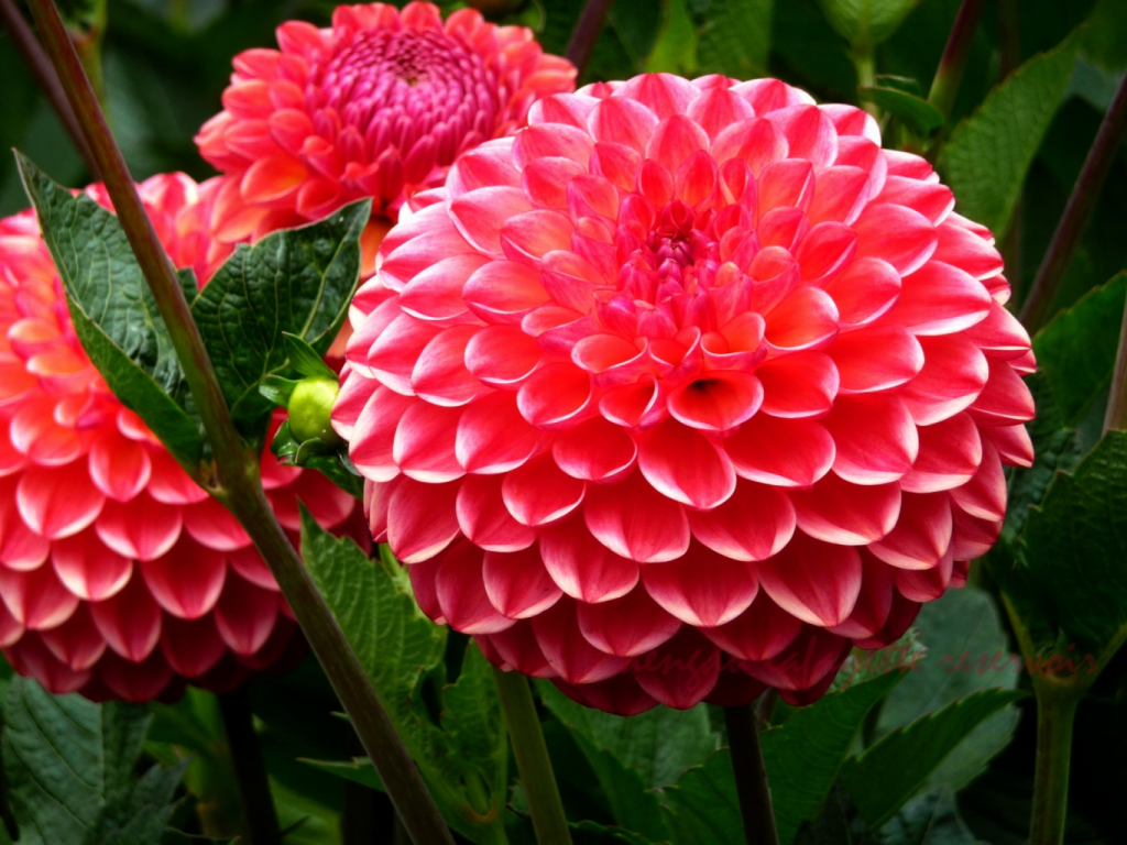 Самые красивые цветы в мире — копия_html_fdd12c3e9bb20be9.png